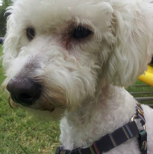 Meet your Posher, Guillermina